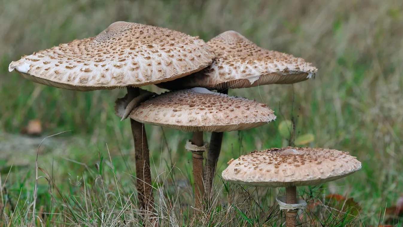 nagy őzlábgomba, Macrolepiota procera, gomba 