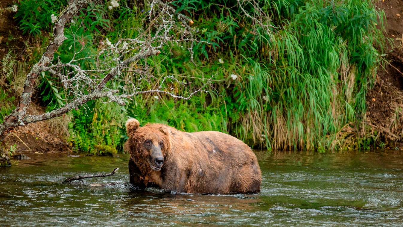 Alaska Peninsula brown bear (Ursus arctos horribilis) is standing in the river. USA. Alaska. Katmai National Park. Ursus arctos horribilis Grizzly bear (Ursus arctos horribilis) Natural area River (stream) Predator Fish (to) Profile shot Bathe Alaska Look