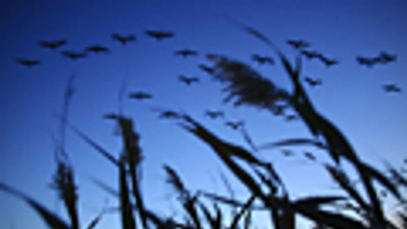 ökoturizmus, Szürke darvak (Grus grus) repülnek a Hortobágyon, az úgynevezett Álomzug nevű terület felett