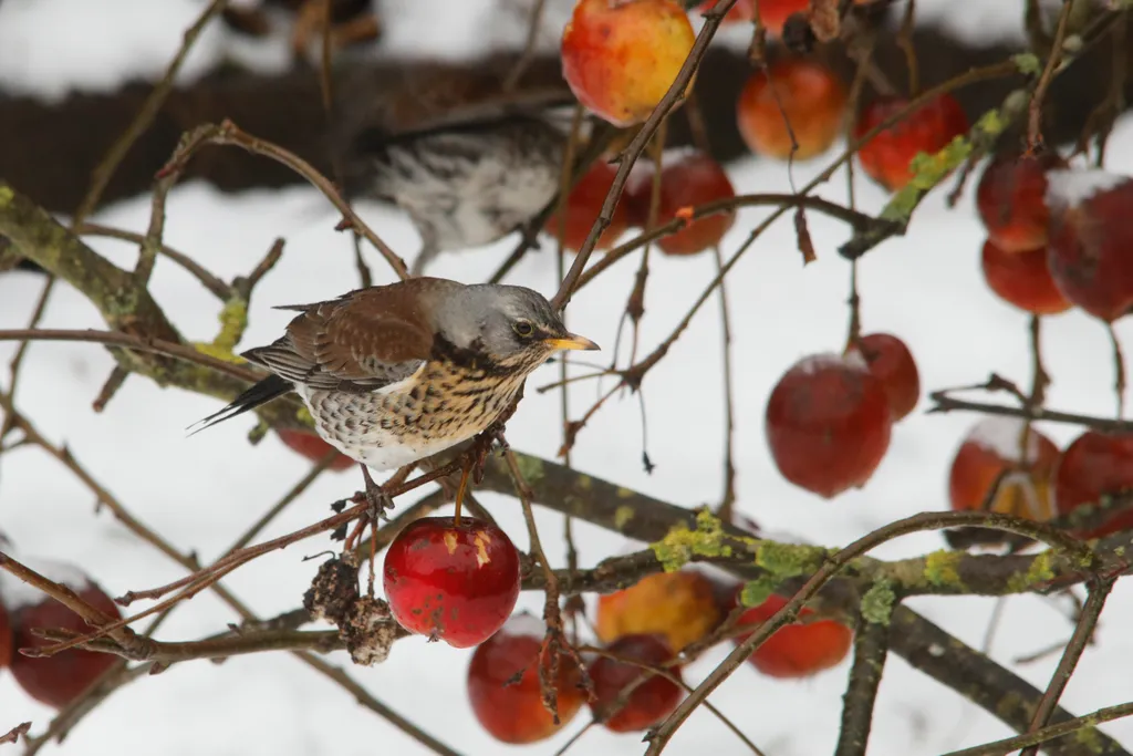 Juniper Thrush in Winter Weather SCIENCE Animals Bird 