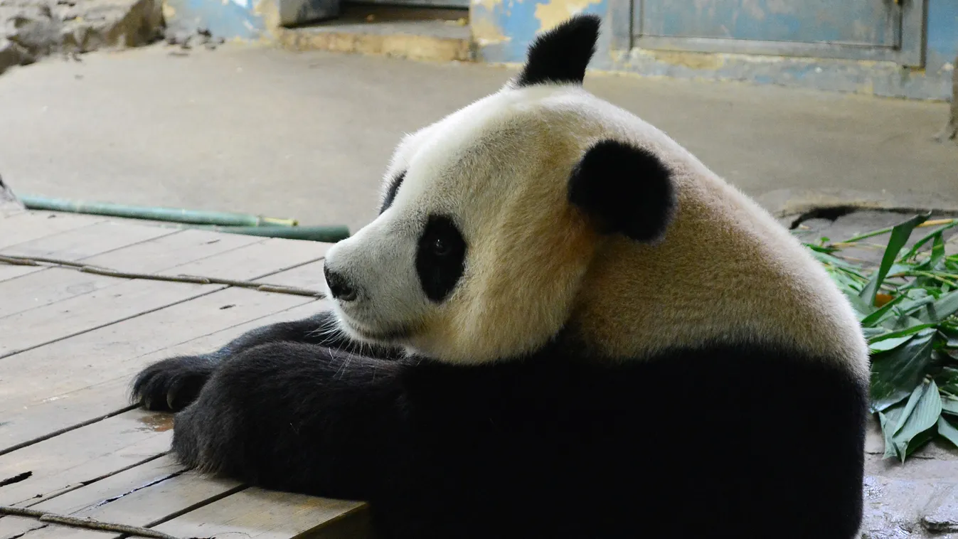 óriáspanda, Hármas pandaikrek születtek Kínában, pandamama 