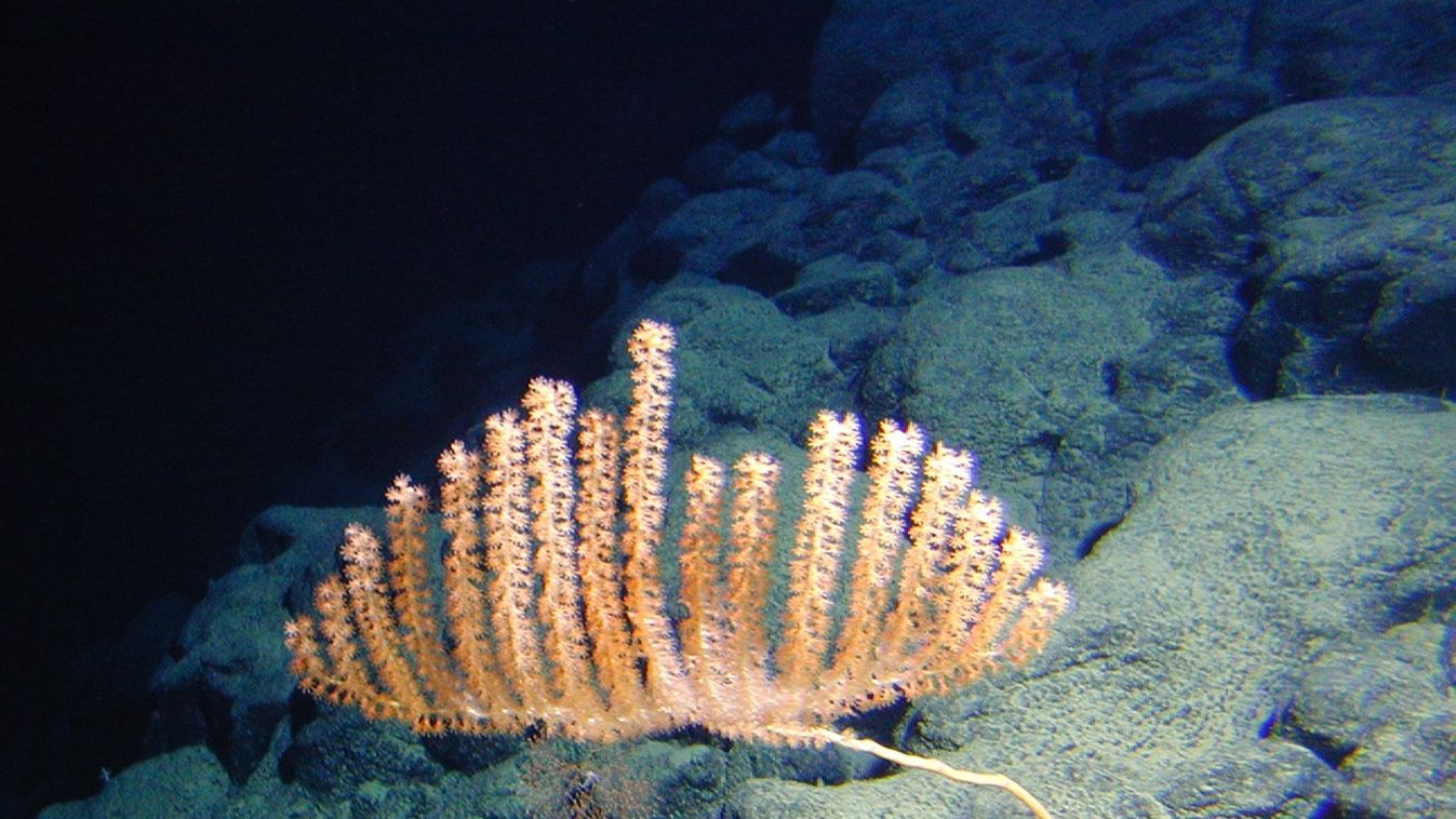 korall 
