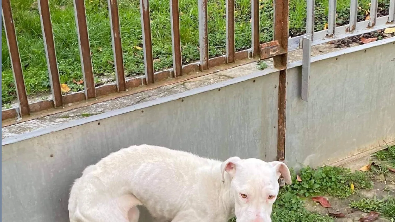 Állatkínzás miatt indult büntetőeljárás a Pápai Rendőrkapitányságon egy férf ellen, mert éheztette a kutyáját 