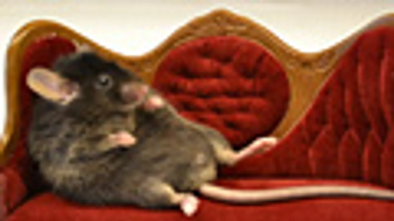 egér, mouse, egér a kanapén