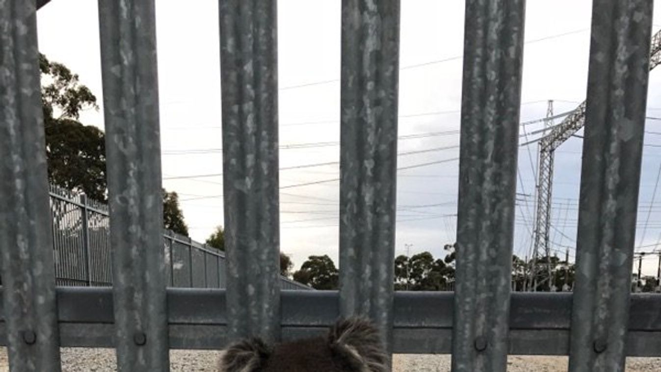 koala, Ausztrália, kerítés 