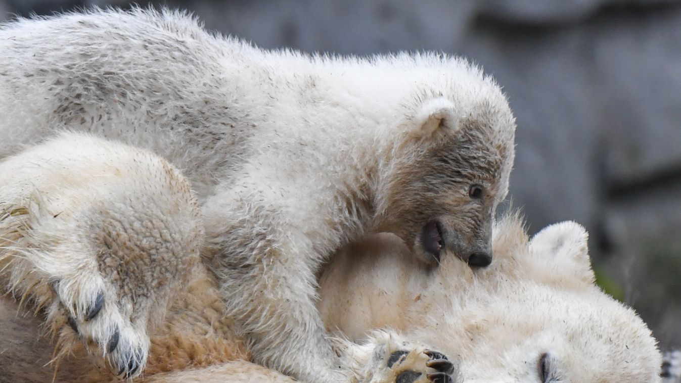 jegesmedve, berlini állatkert, jegesmedvebocs 