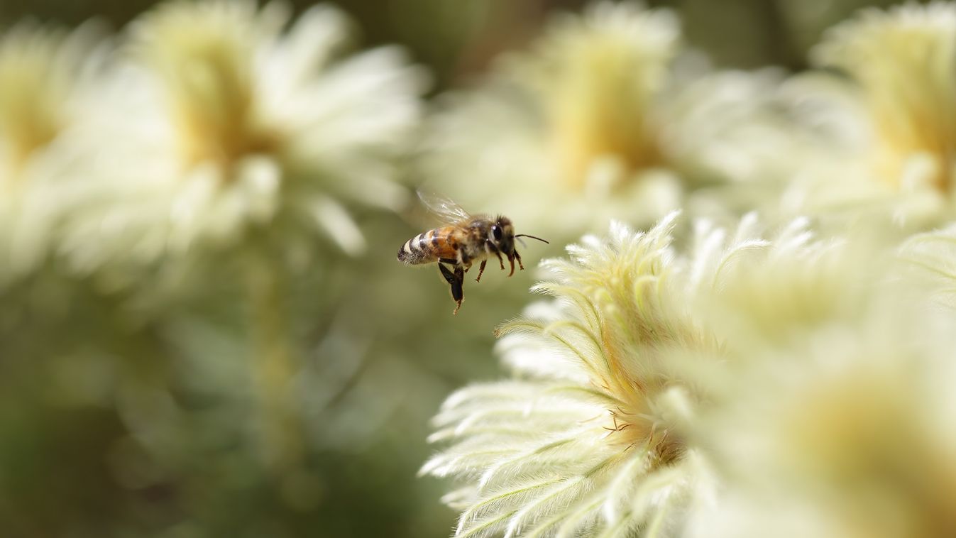A,Bee,Flying,Into,To,Land,On,One,Of,The bee,beauty,pollen,bush,botany,flora,yellow,pubescens,rhamnaceae, 