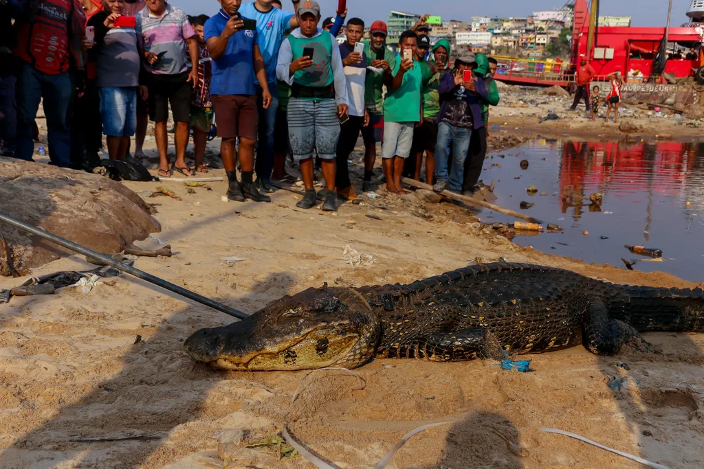 Amazonas, vidék, szárazság, folyó, folyók, vízszint, alacsony, Manaus, Brazília 