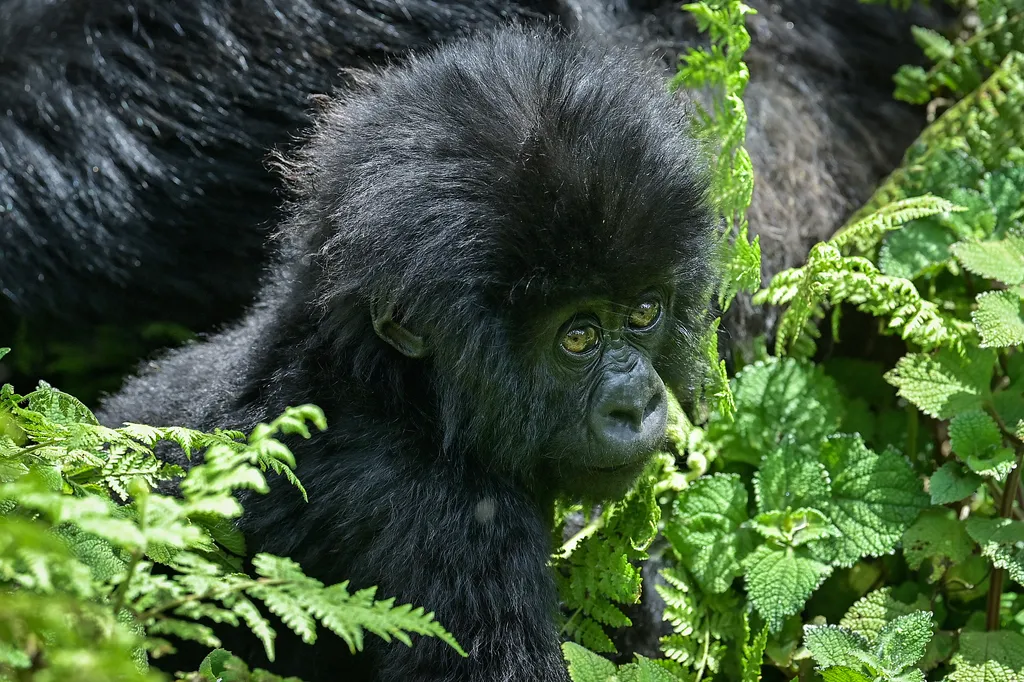 Ruanda, Vulkánok Nemzeti Park, gorilla 