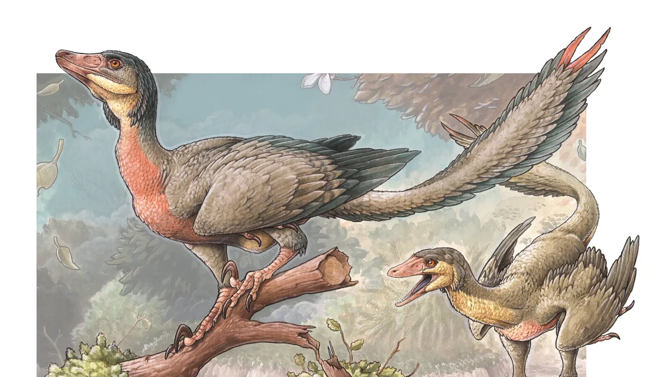 Overoraptor chimentoi dinoszaurusz Pequeño dinosaurio carnívoro con alas descubierto en la Patagonia argentina ESPAÑA INVESTIGACIÓN Y TECNOLOGÍA EUROPA política ESPAŃA 