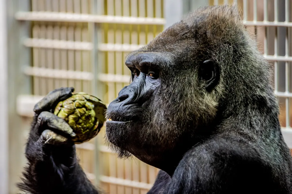 Fővárosi Állat- és Növénykert, gorilla, szülinap, Liesel, a Budapesti Állatkert, sőt egész Magyarország legidősebb gorillája 45. születésnapját ünnepli 