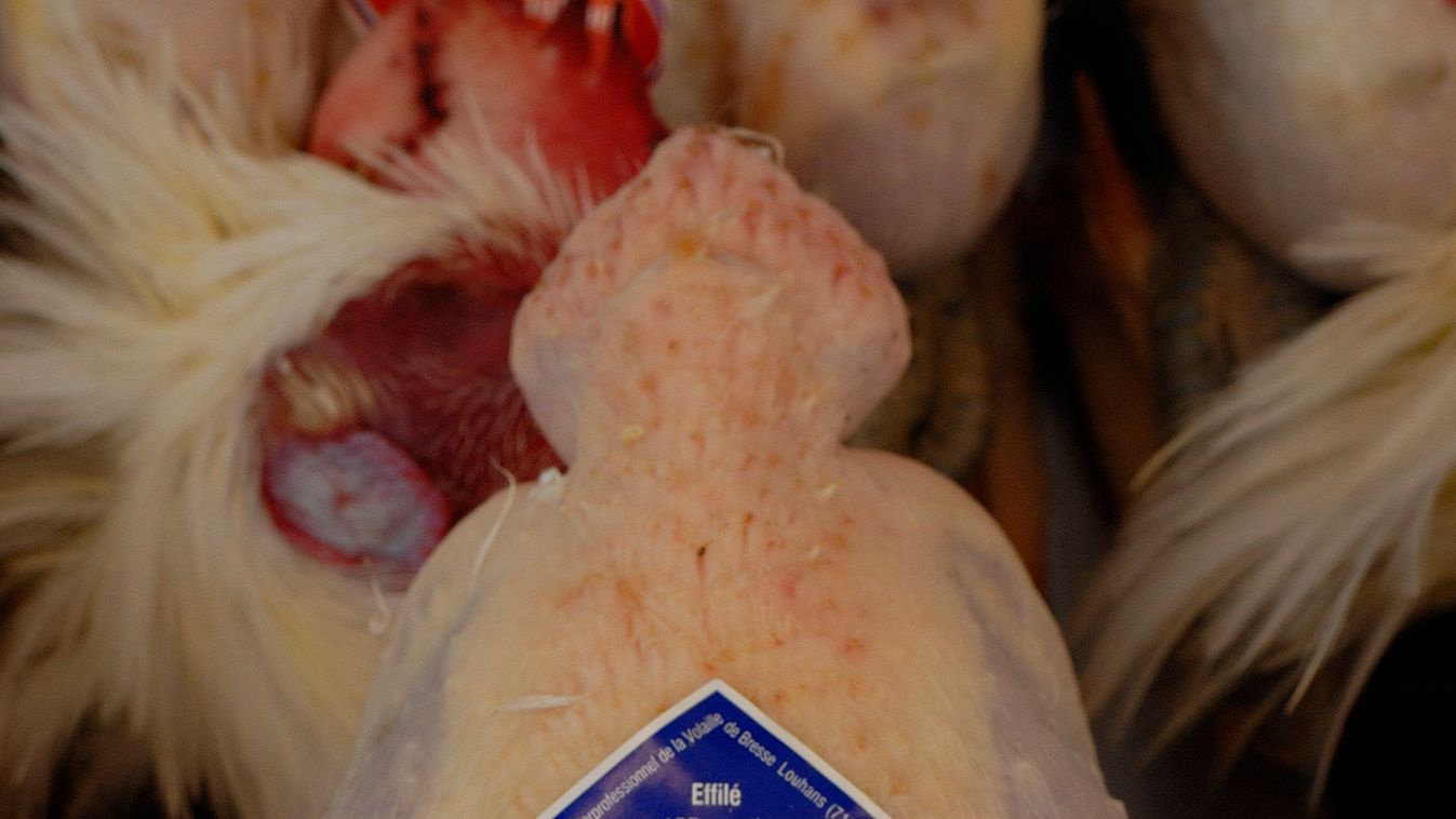 ANIMAL bird Burgundy business chicken close up EUROPE FOOD France GASTRONOMY local speciality Louhans MARKET MEAT Saone et Loire Terroir product VERTICAL 