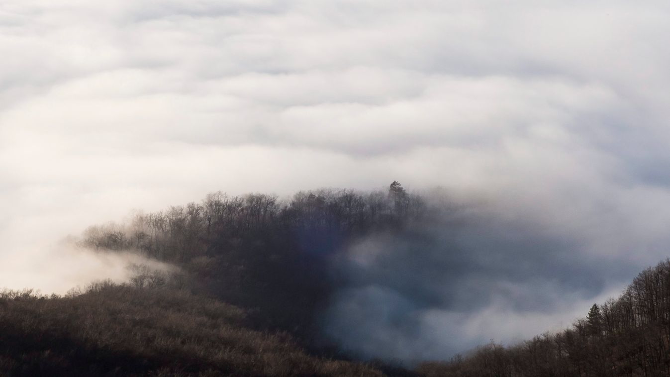 erdő FOTÓ FOTÓTÉMA IDŐJÁRÁS ködös ködtakaró TÁJ tájkép 