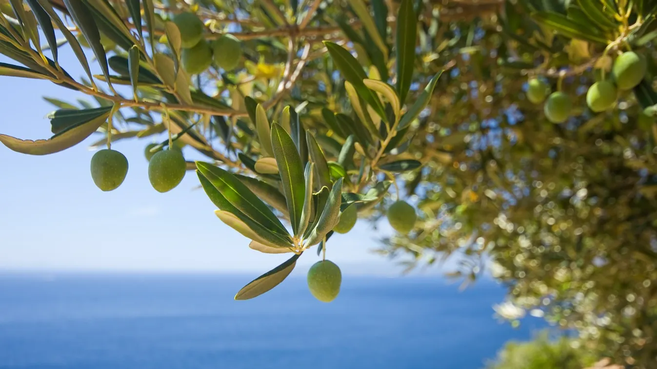olíva bogyó olíva fa tengerparti növény 