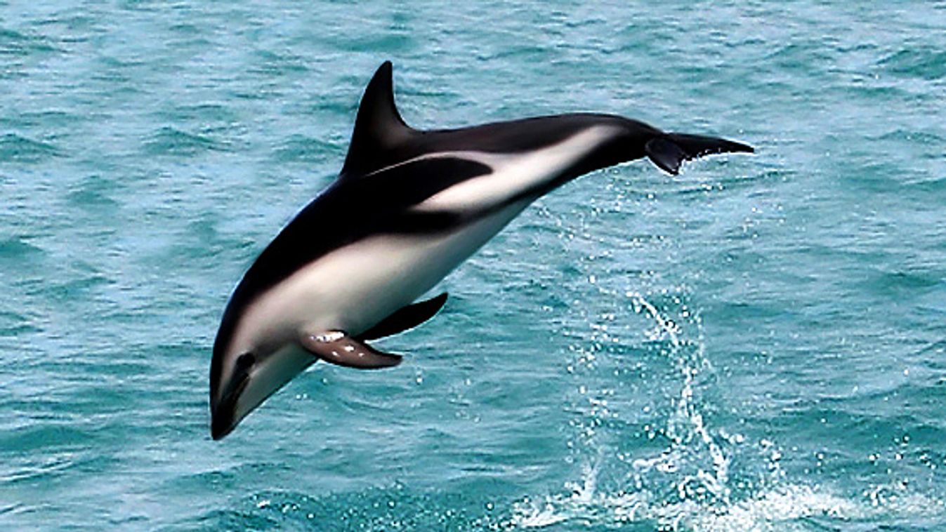 maui delfin 