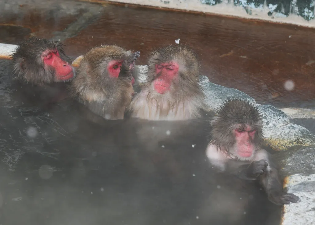 Japán makákó majmok fürdenek a termálvízben Monkeys bathe in hot spring in Japan 