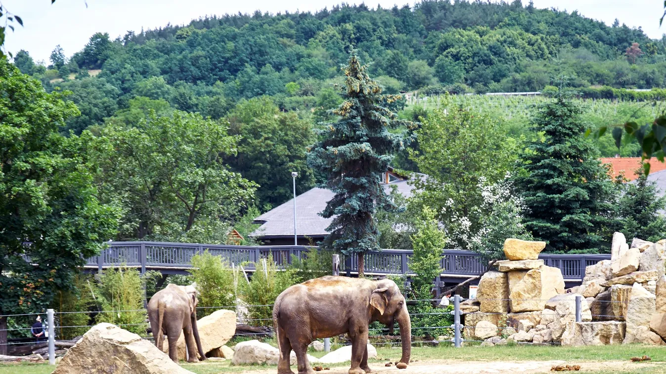 Elefántok a prágai állatkertben 