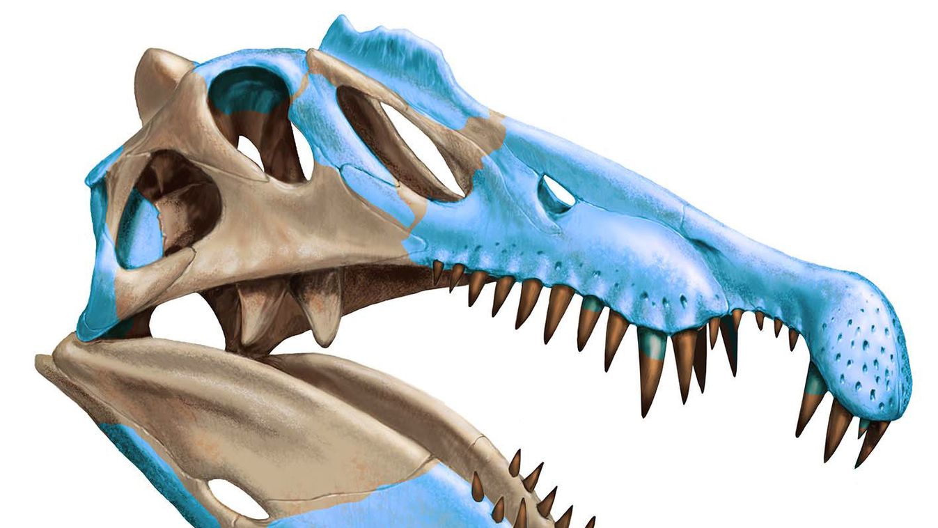 koponya, cápaevő, dinoszaurusz, Spinosaurus aegyptiacus 