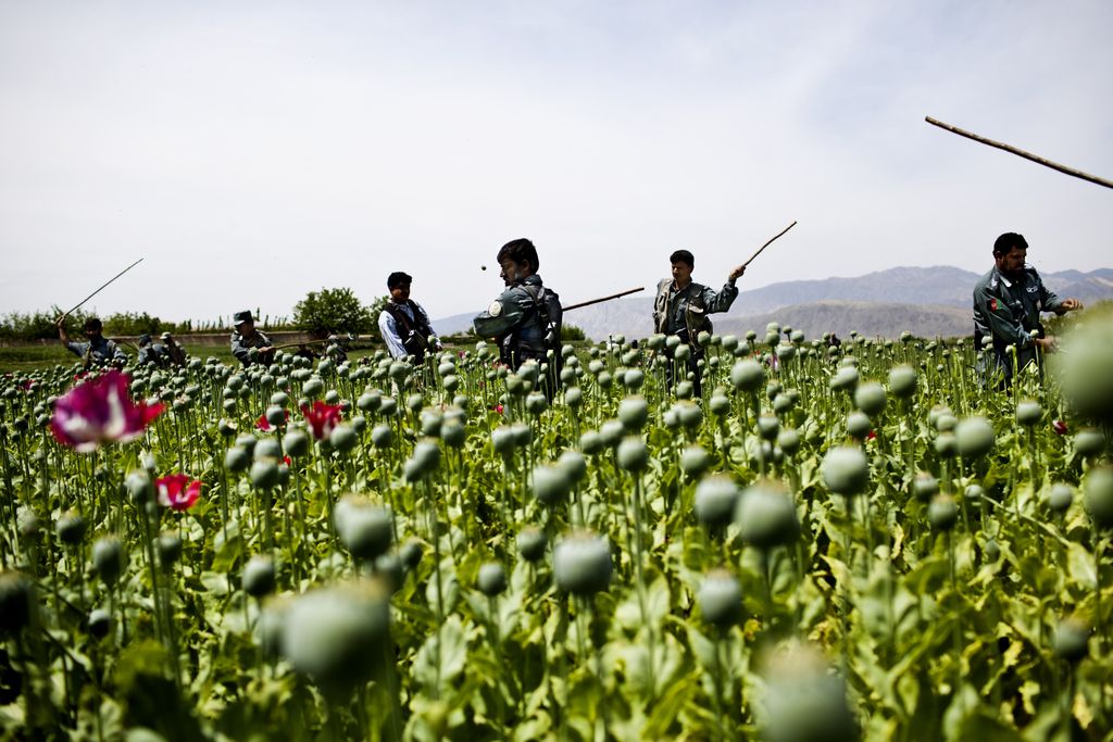 Ópium, Afganisztán, mákmezők 