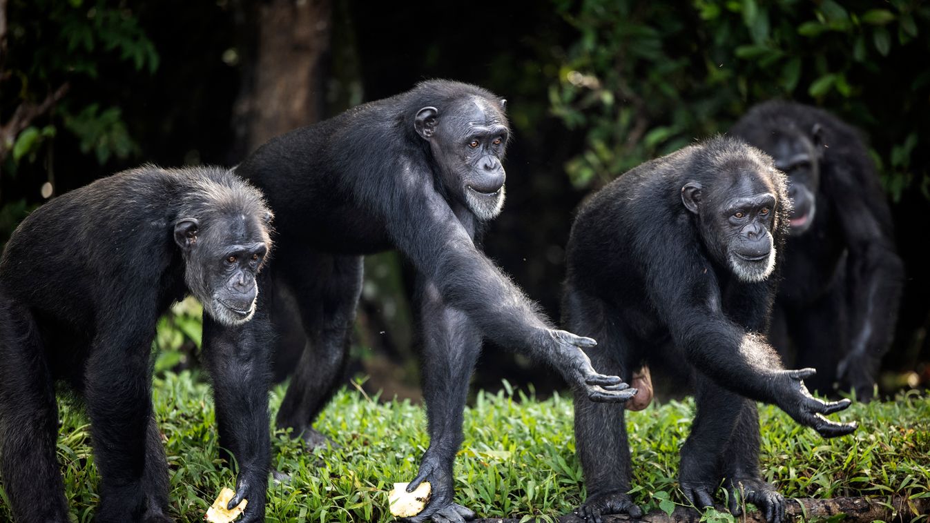 Elhagyott csimpánzok gondozása animal environment TOPSHOTS Horizontal 