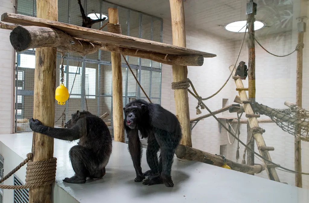 csimpánzház és kifutó a győri Xantus János Állatkertben 