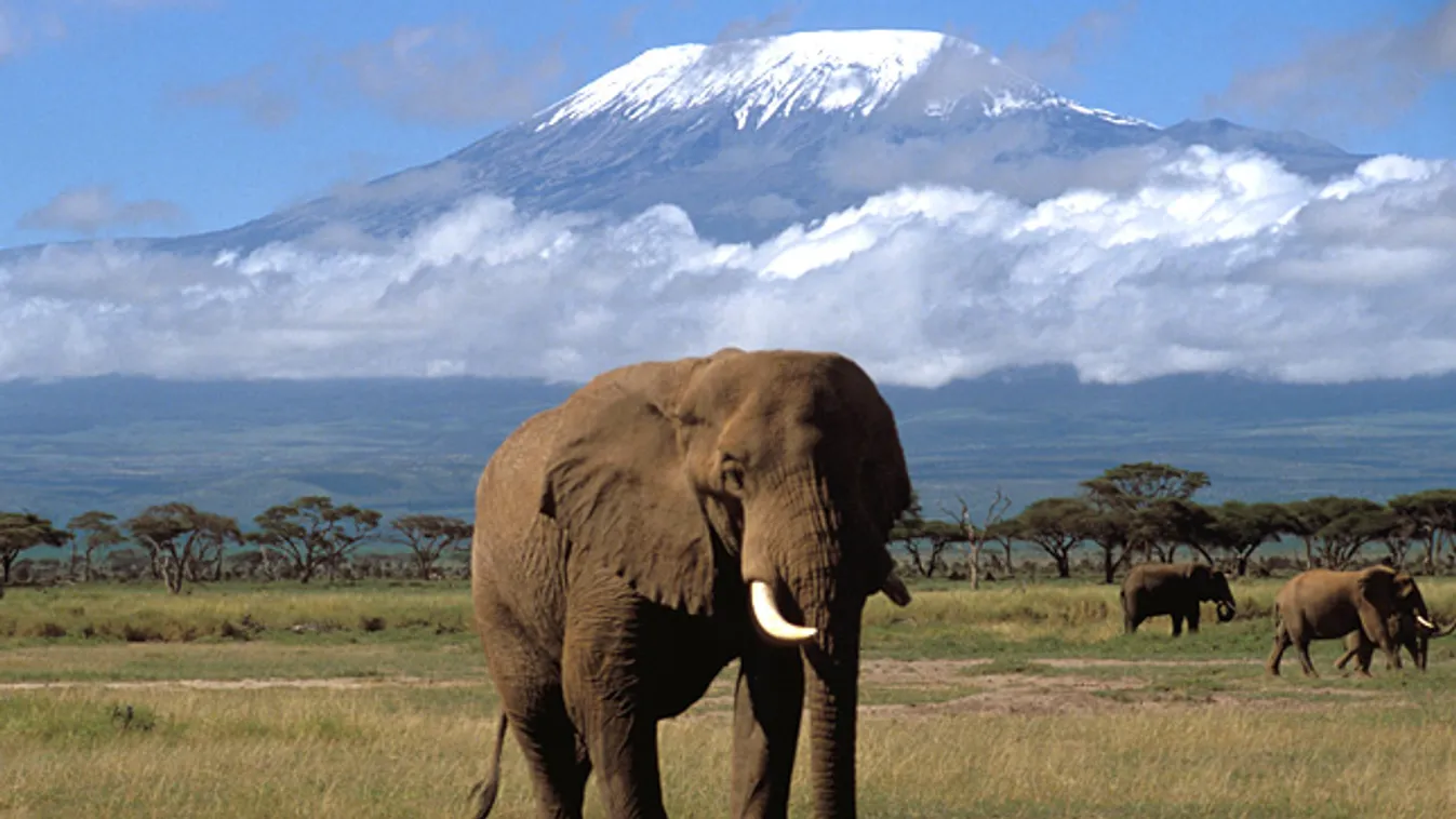 Elefántok a Kilimanjaro előtt Kenyában 