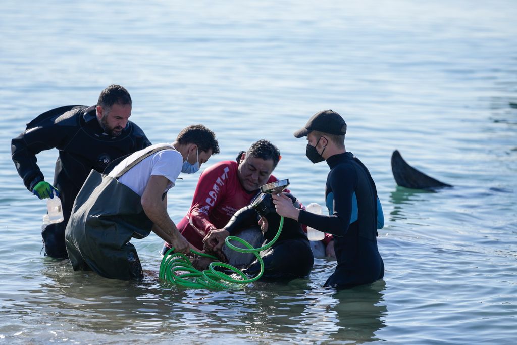 Partra vetődött bálna Görögországban 