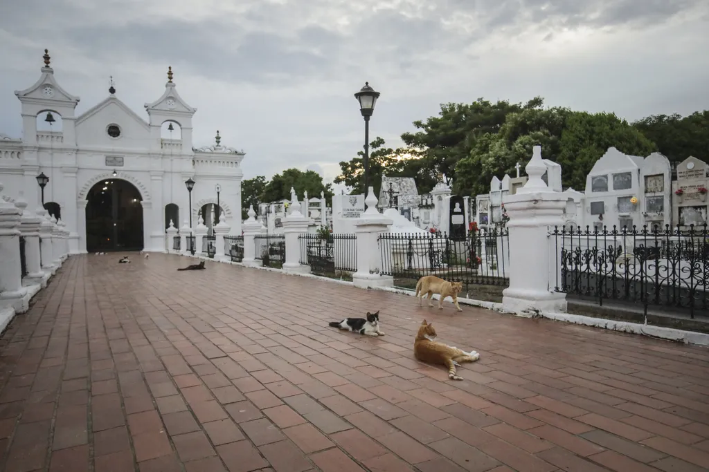 Santa Cruz de Mompox temető macskák 