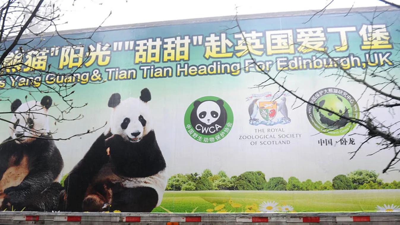 skóciába szállított óriás pandák, pandabiznisz