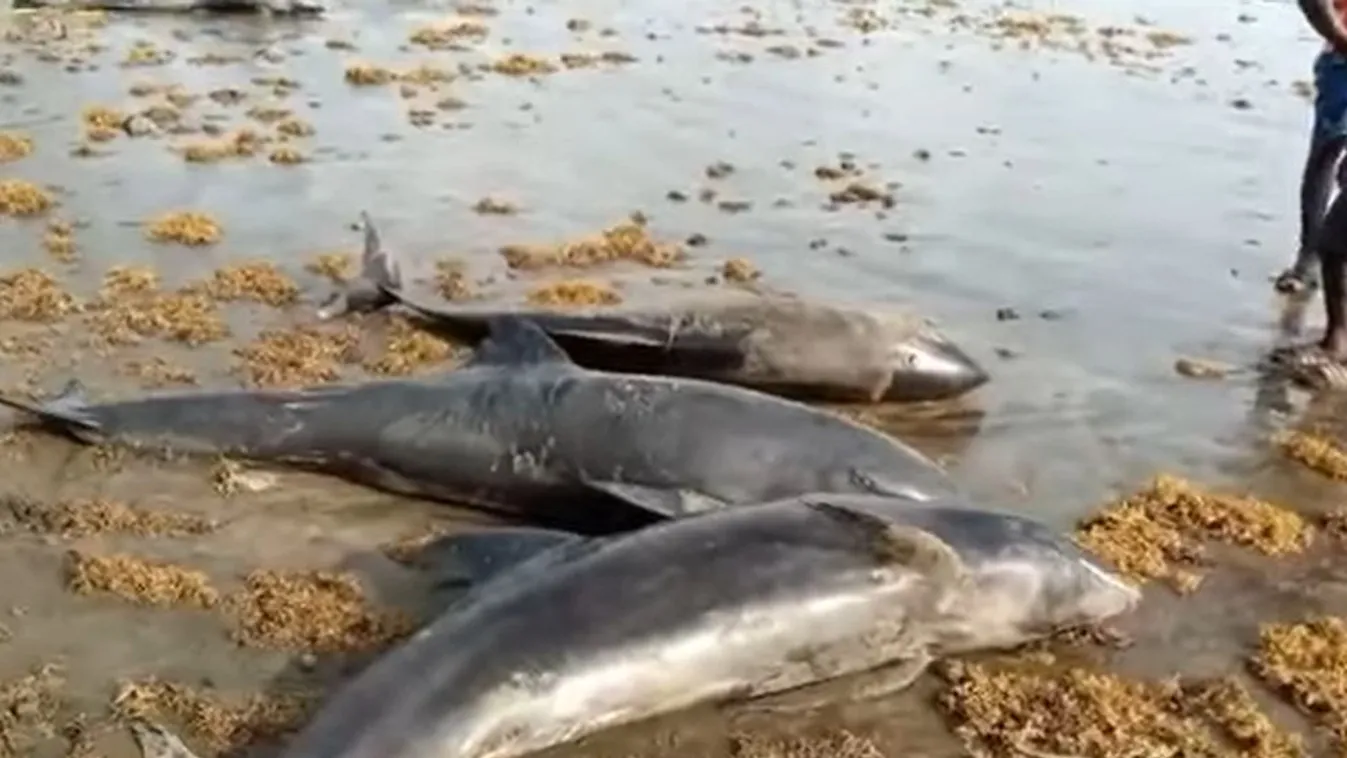 delfinpusztulás 