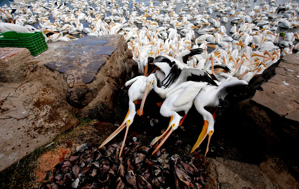 Fehér pelikánok Kanadából animal Horizontal 