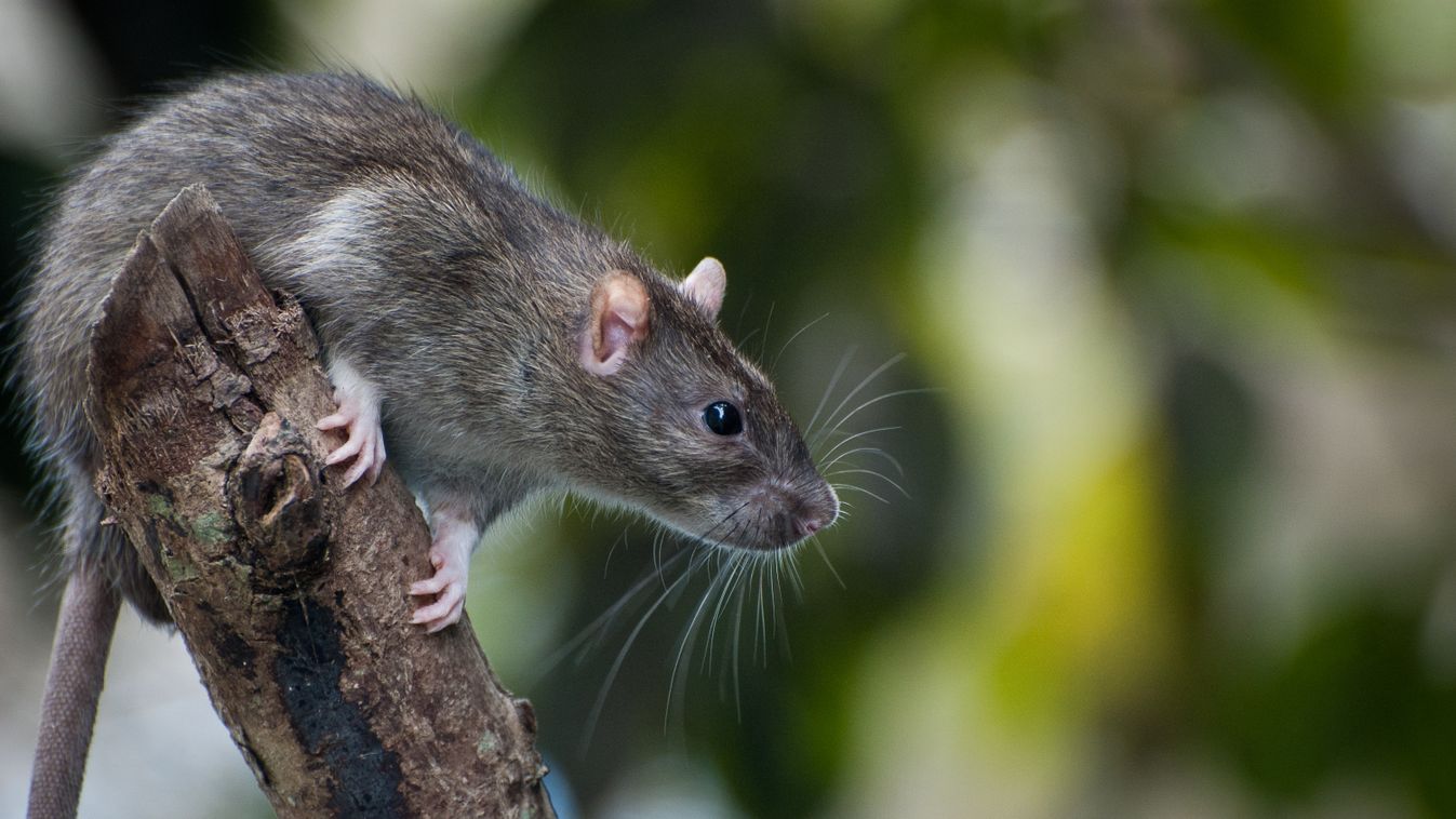 Elképesztő mutáns patkányra bukkantak Angliában: videó! 