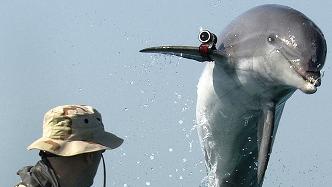 bombakereső delfinek