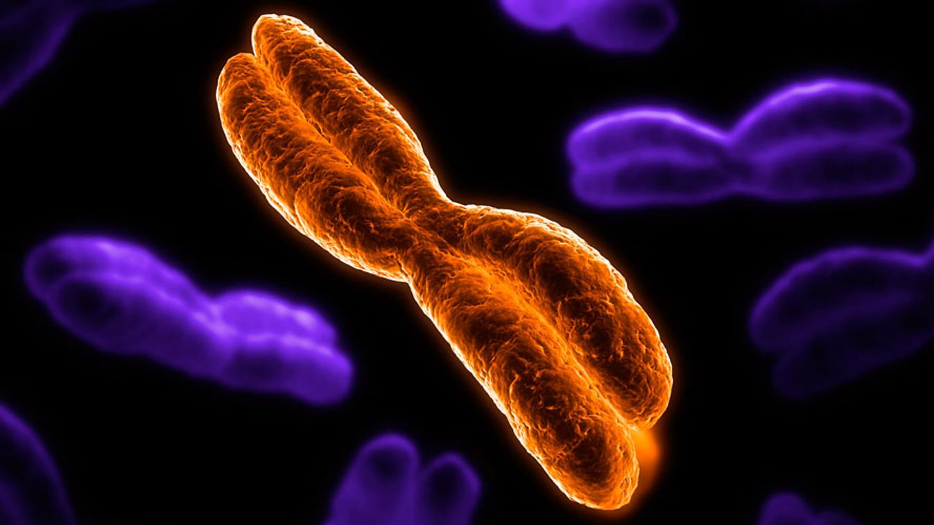 génmanipuláció etika, Kromoszómák egy számítógépes grafikán 