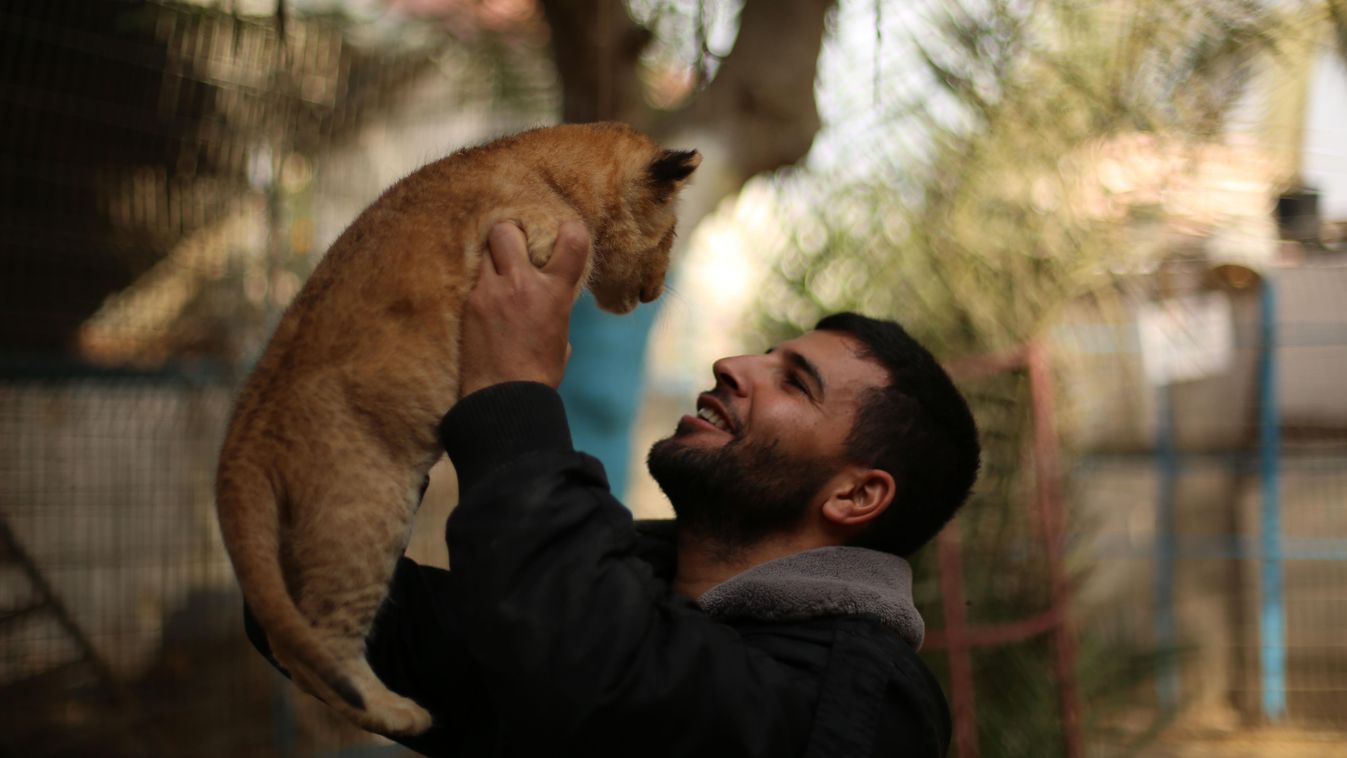 Gaza Állatkert, oroszlán 