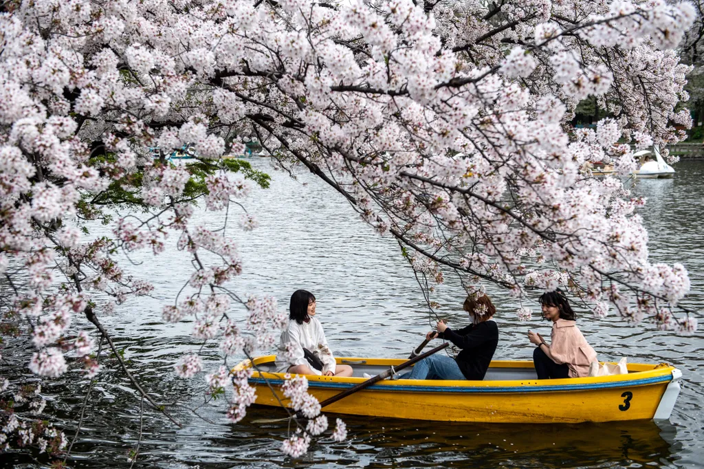 A cseresznyefa virágzása Japánban 