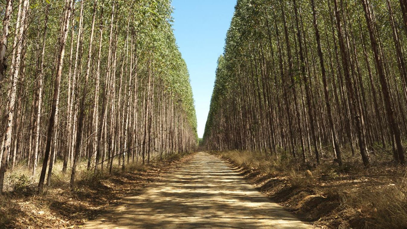 Production of eucalyptus to be transformed into charcoal, Rio Pardo de Minas, MG. In Minas Gerais, it is estimated that a one million hectares of continuous eucalyptus plantations spans across the north of the state. A large number of traditional communit