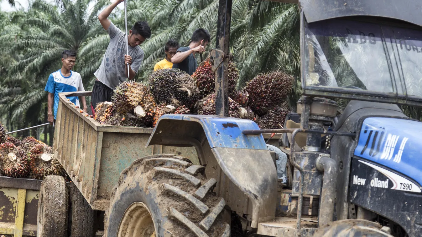 olajpálma Side by Side Palm Oil in West Sumatera  sumatera ANIMAL forrestry palm oil PLANTATION conservation education SCHOOL CHILD labor 