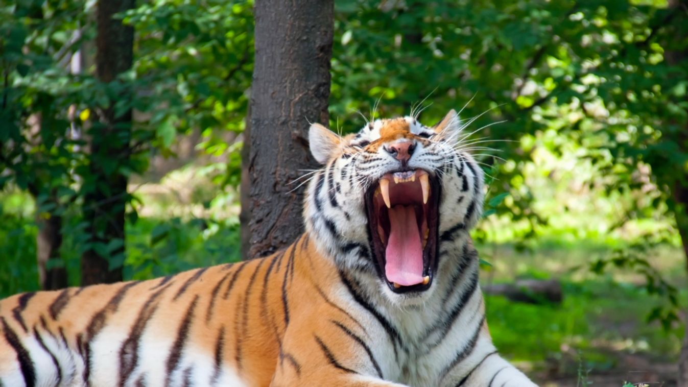 szibériai tigris, Szegedi Vadaspark 