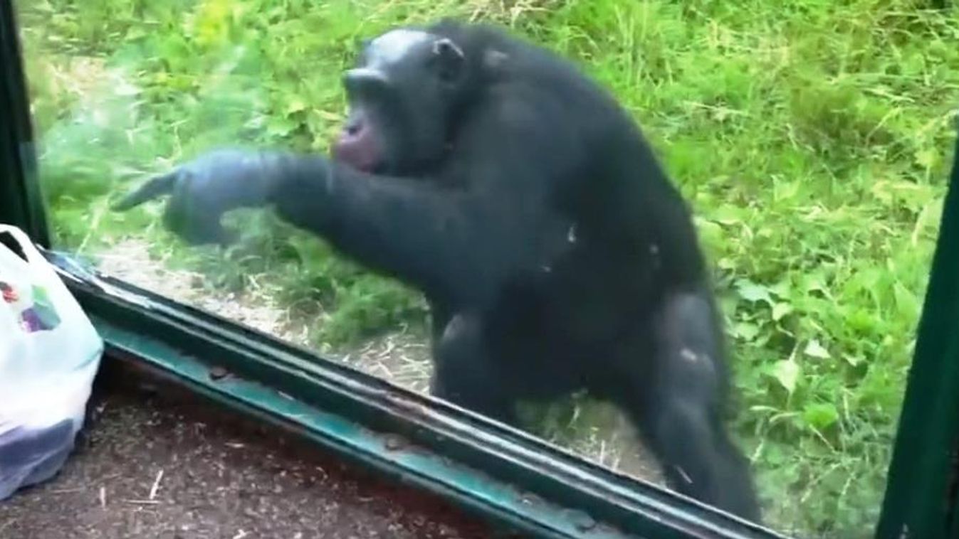 csimpánz 