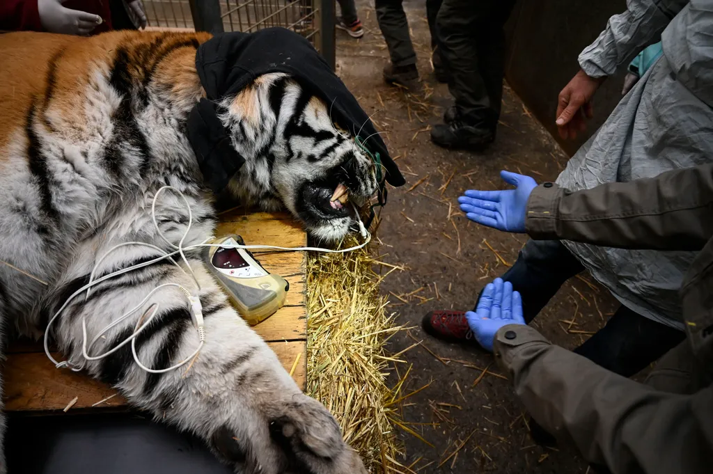 FRANCE-ANIMAL-CARE animals zoology animal dentistry Horizontal
tigris fogászat fog 