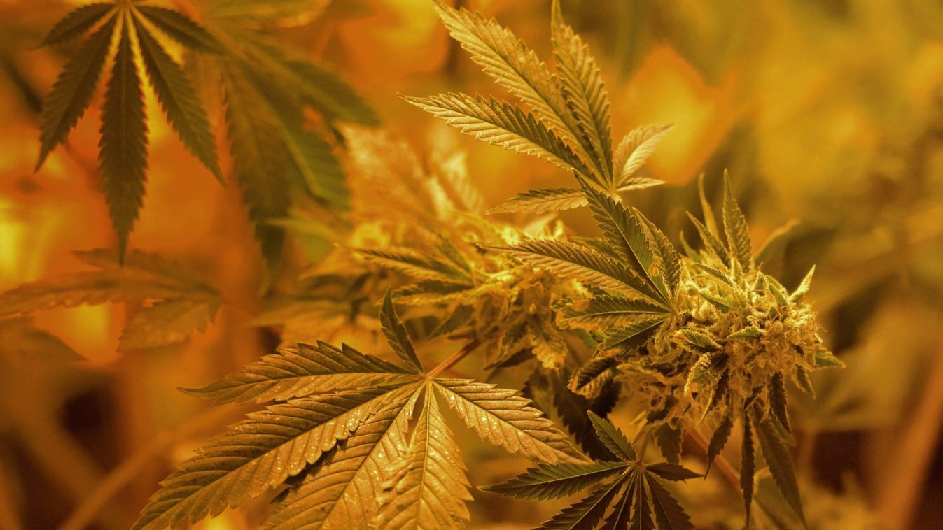 cannabis legális marihuána árusítás legális vadkender árusítás marihuána NÖVÉNY növénytermesztés vadkender Denver, 2014. január 1.
A kellő meleg hőmérsékletet adó lámpák világítják meg az indiai vadkender hajtásait a denveri 3D Cannabis Center nevű bolt m