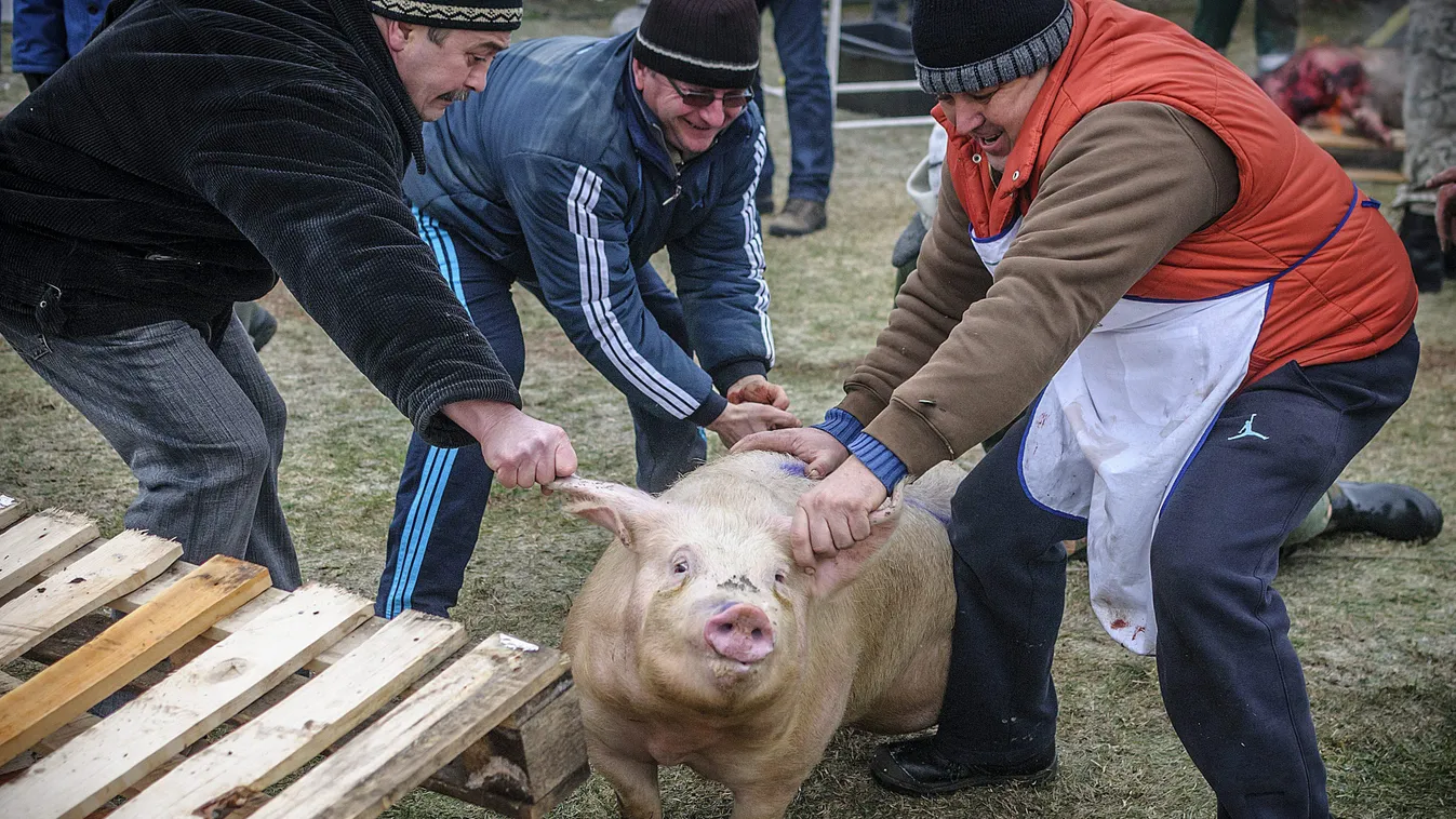 disznó disznótoros verseny disznóvágás 