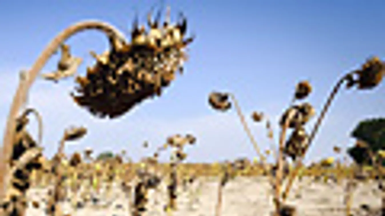 szárazság, Magyarország, Zsáka, 2012. szeptember 5.Elszáradt napraforgó a szikes talajon a Hajdú-Bihar megyei Zsáka határában 2012. szeptember 5-én.