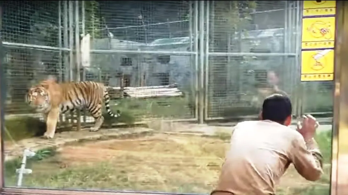 tigris kína állatkert 