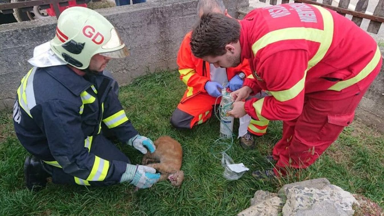 Cicát mentettek Gödöllőn a tűzoltók és a mentők 