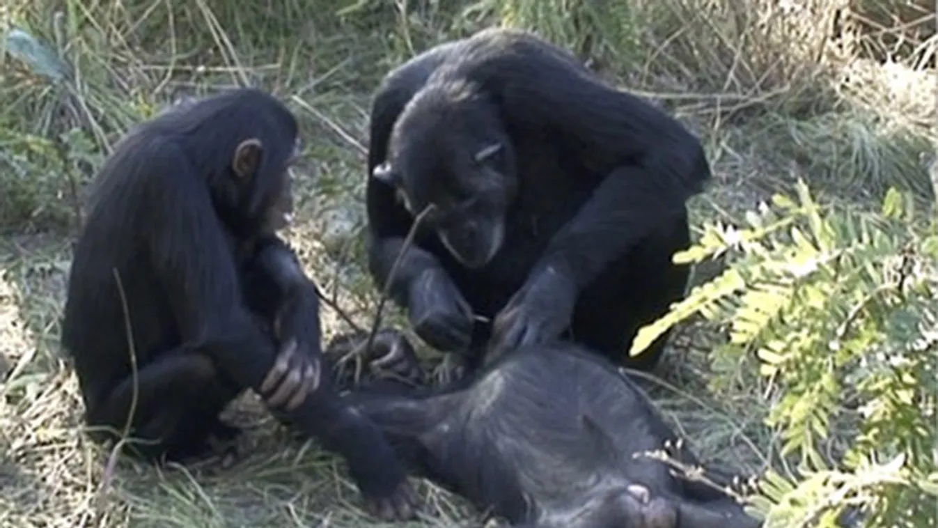 halott csimpánz 