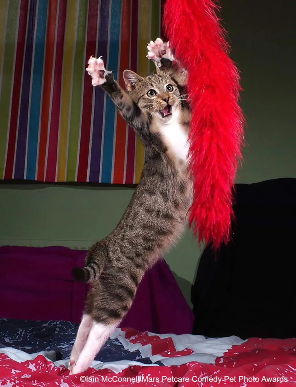 The Comedy Pet Photography Awards 2020
Iain Mcconnell
Oswestry
United Kingdom
Phone: 
Email: 
Title: The dancing kitten
Description: Edmund the kitten playing with his toy
Animal: Edmund
Location of shot: Wales 