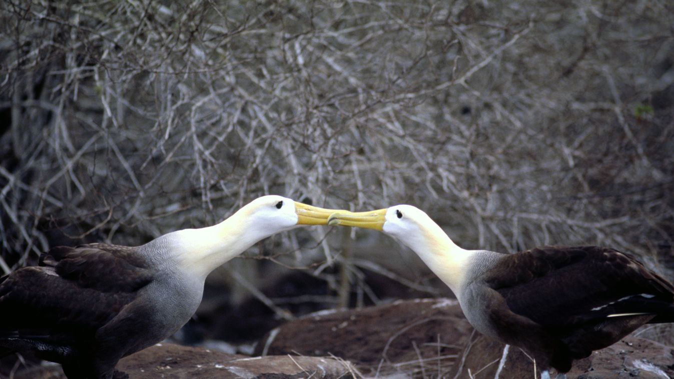 Albatrosz, az albatrosz párválasztása 