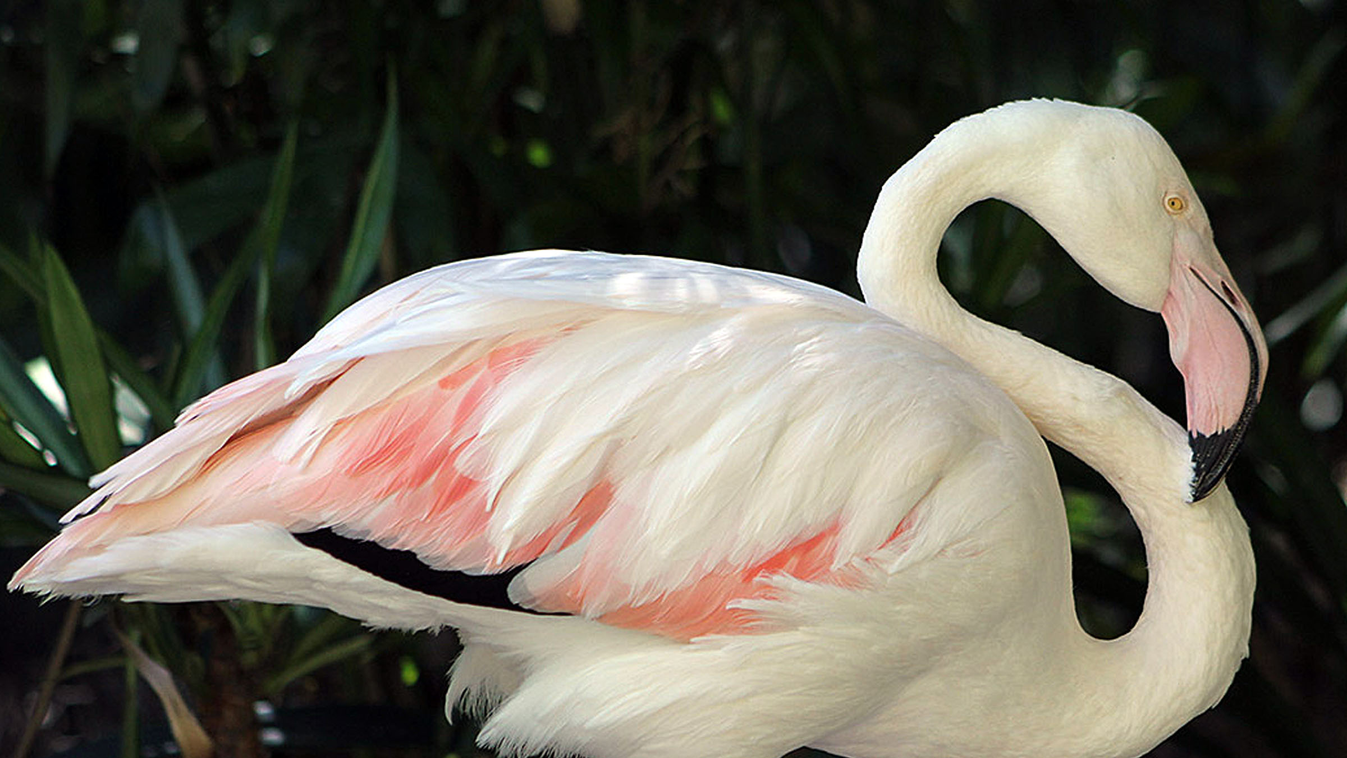 Greater a flamingó, flamingó, állatkert, ausztrália, Adelaide Zoo 